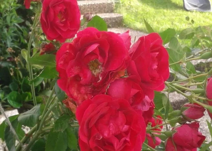 Apartamento Apartment Haus Starkenburg By Interhome Enkirch